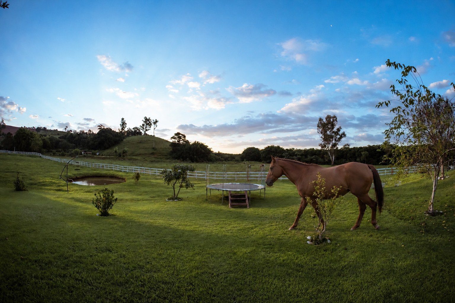 Imagem ilustrativa de cavalo caminhando pelo campo da pousada