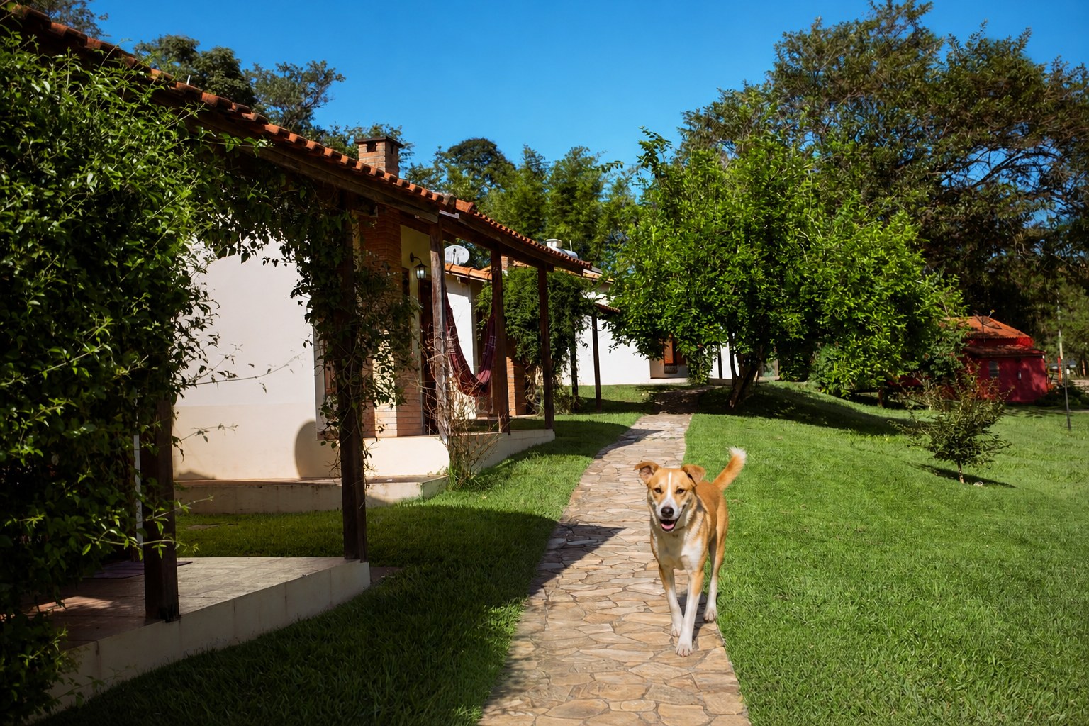 Imagem ilustrativa de cachorro caminhando entre os chalés